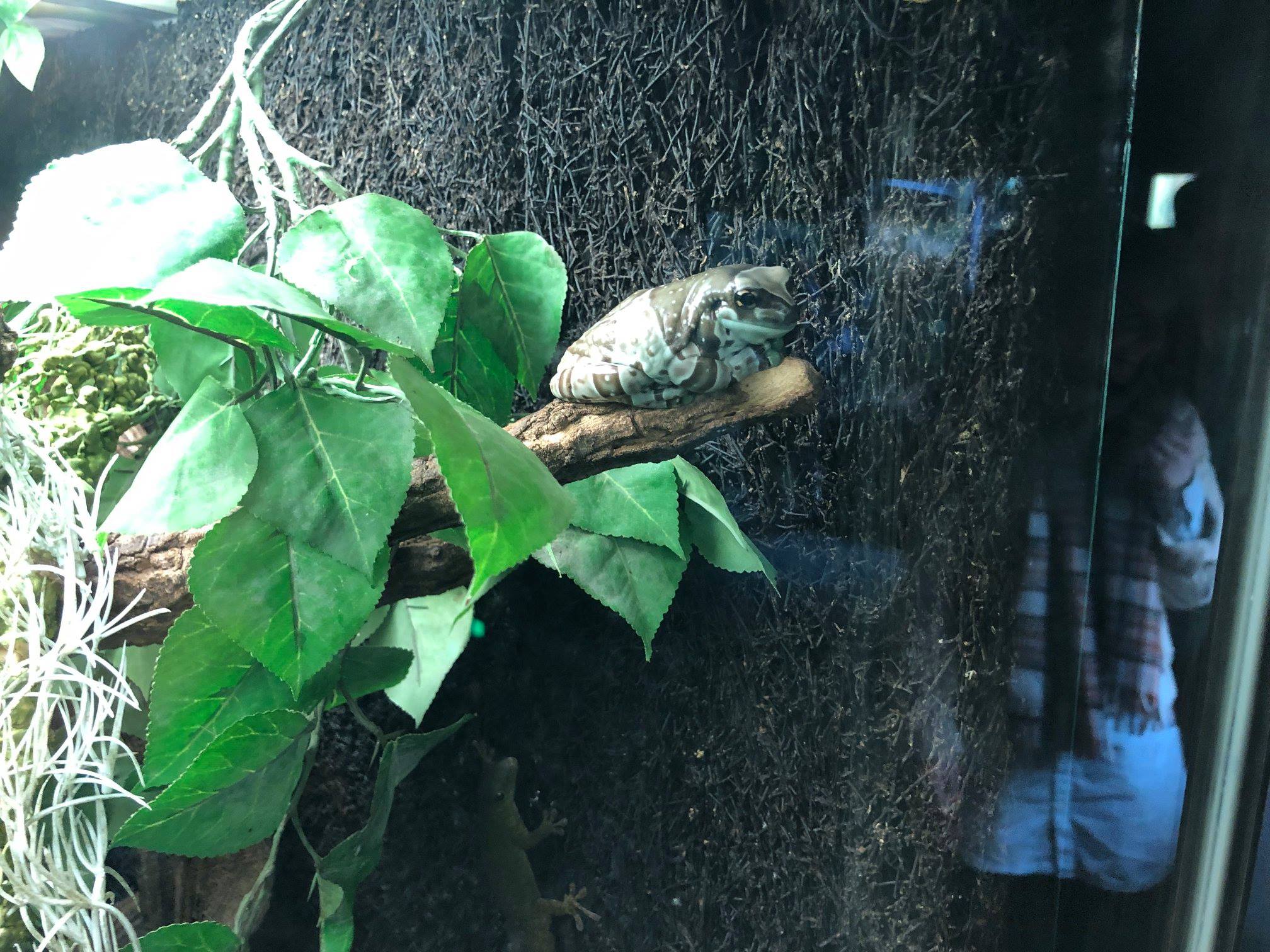 Sint-Martinus den XIIde - Zoo Antwerpen Kapoenen